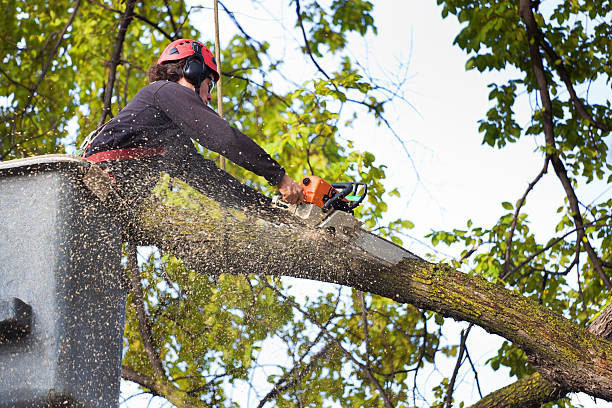 How Our Tree Care Process Works  in  Santa Claus, IN